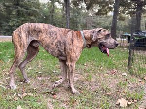 Large brindle dog walking through yard with autumn leaves on ground.