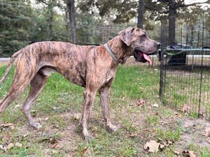 Brindle colored dog exploring outdoor area with scattered leaves and fence.