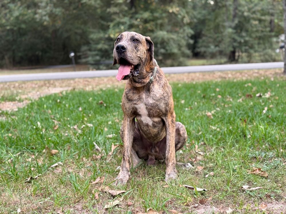 A brindle Great Dane sits attentively on grass with its tongue out.