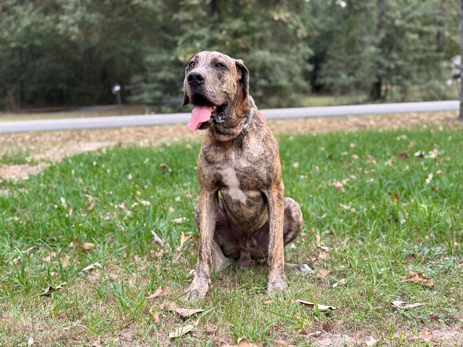 A brindle Great Dane sits attentively on grass with its tongue out.