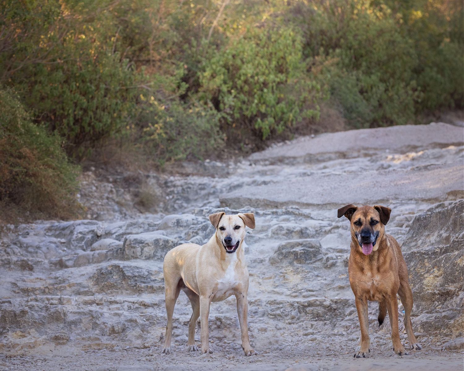 Two dogs standing together on a rocky terrain, one tan and one brown, looking alert and attentive at Mt. Bonnell in Austin, Texas.