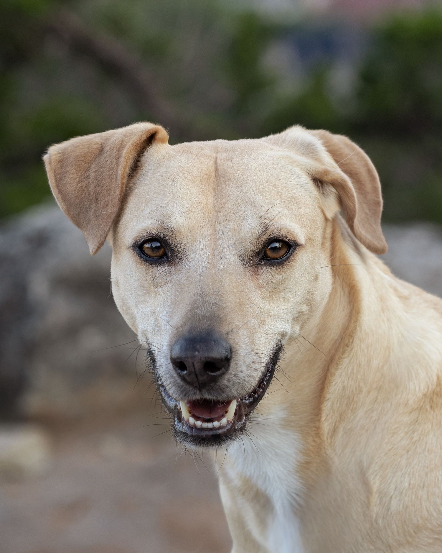 A closeup of a smiling cream-colored dog with floppy ears and gentle eyes.