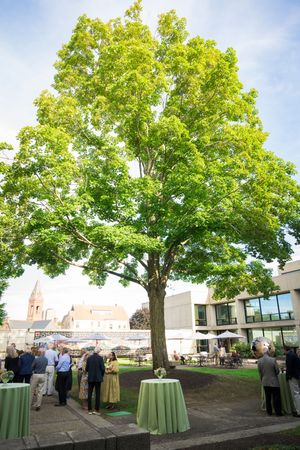 Outdoor event setup with green tablecloths under a large leafy tree on a sunny day.