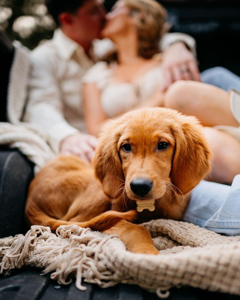 pet friendly photographer takes candid photo of couple kissing in the back of a truck bed. golden retriever pose for wedding picture