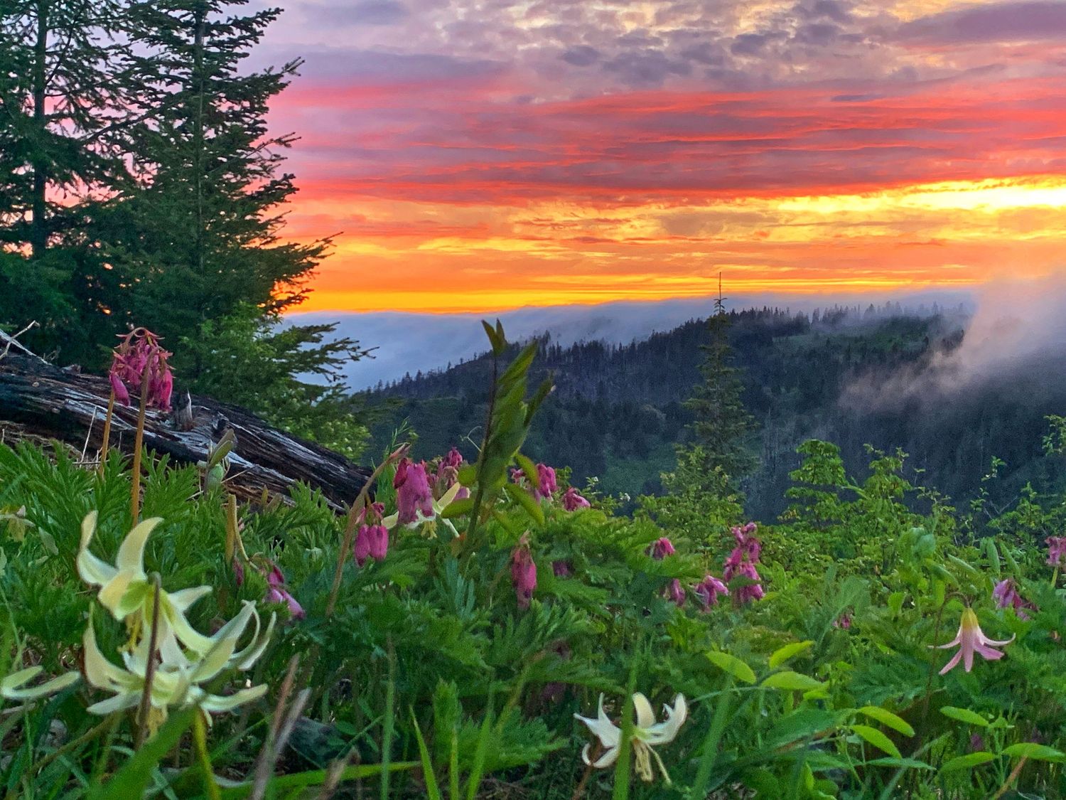 Vibrant orange and pink sunset sky over mountain ridges with wild lilies in the foreground.