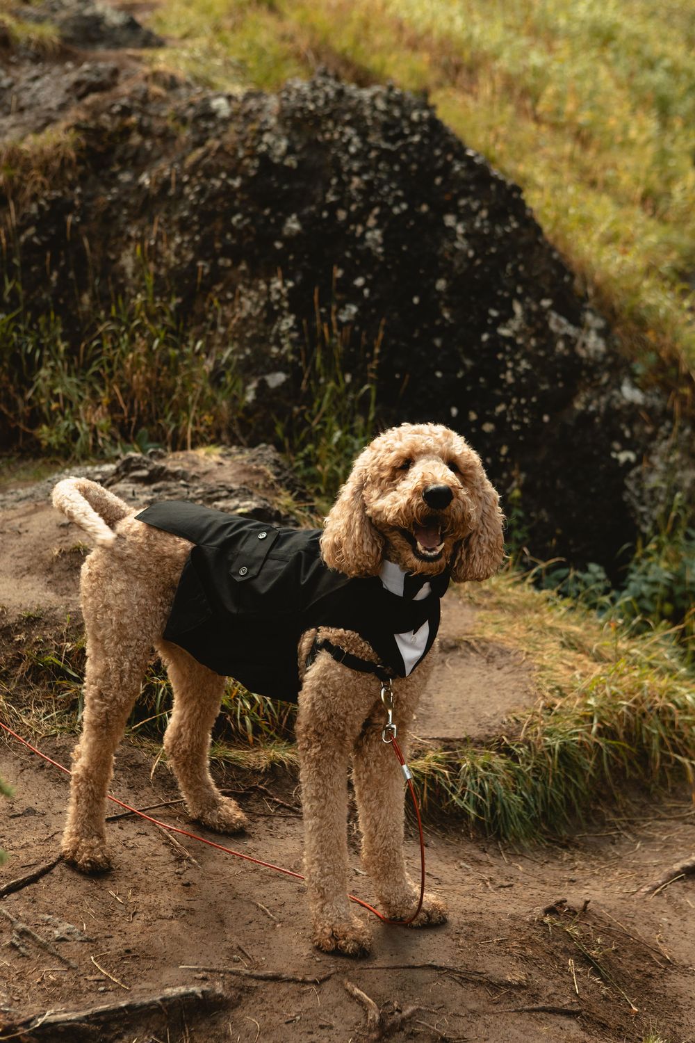 Dog at Elopement in Colorado