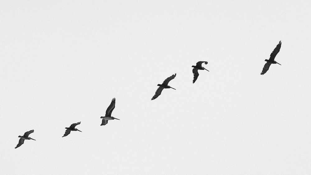 A flock of birds soaring across a bright white sky in silhouette formation.