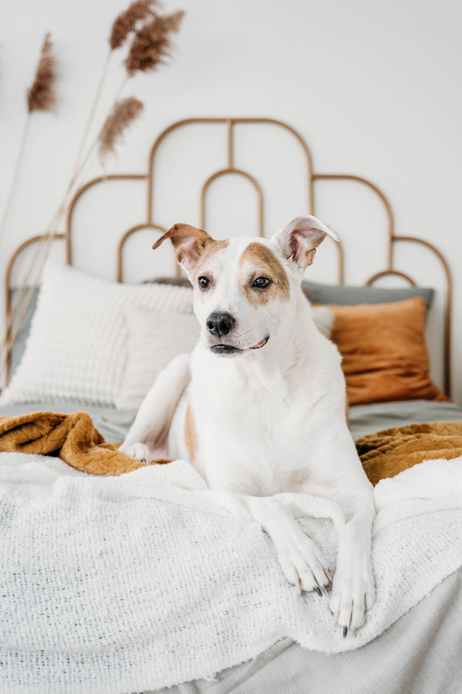 White dog resting comfortably on a bed with white linens and brown accents.