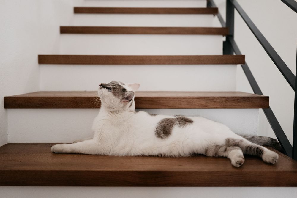 Cat lounging on wooden stairs in a relaxed pose.