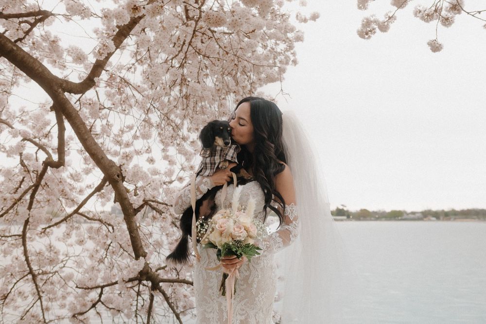 Cherry blossoms frame a bridal portrait by the Tidal Basin in Washington DC.