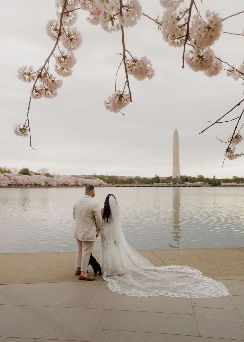 Cherry blossoms frame a wedding photoshoot by the water with the Washington Monument visible in the distance.