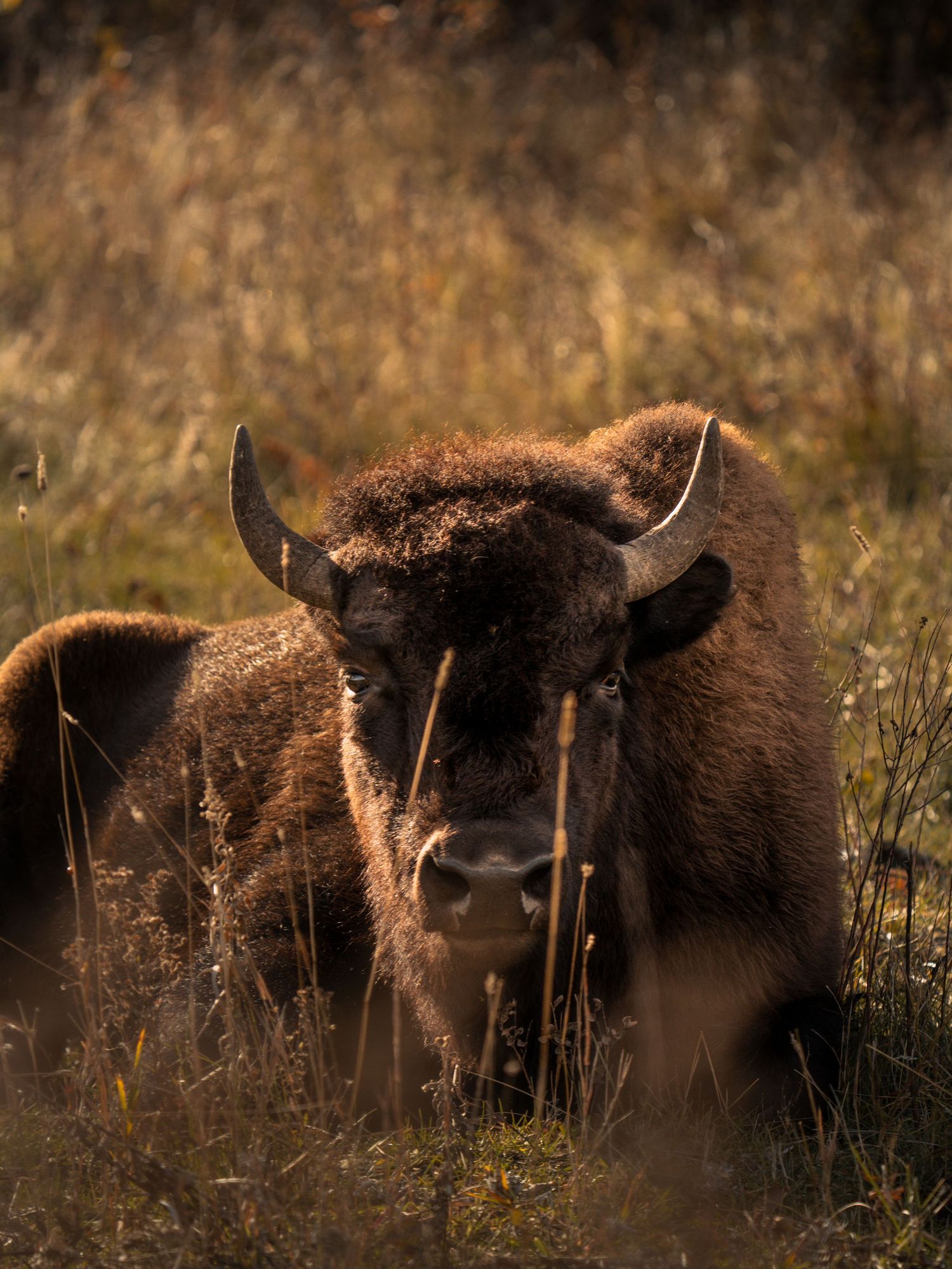 American bison standing in tall grass during golden hour with sunlit fur.