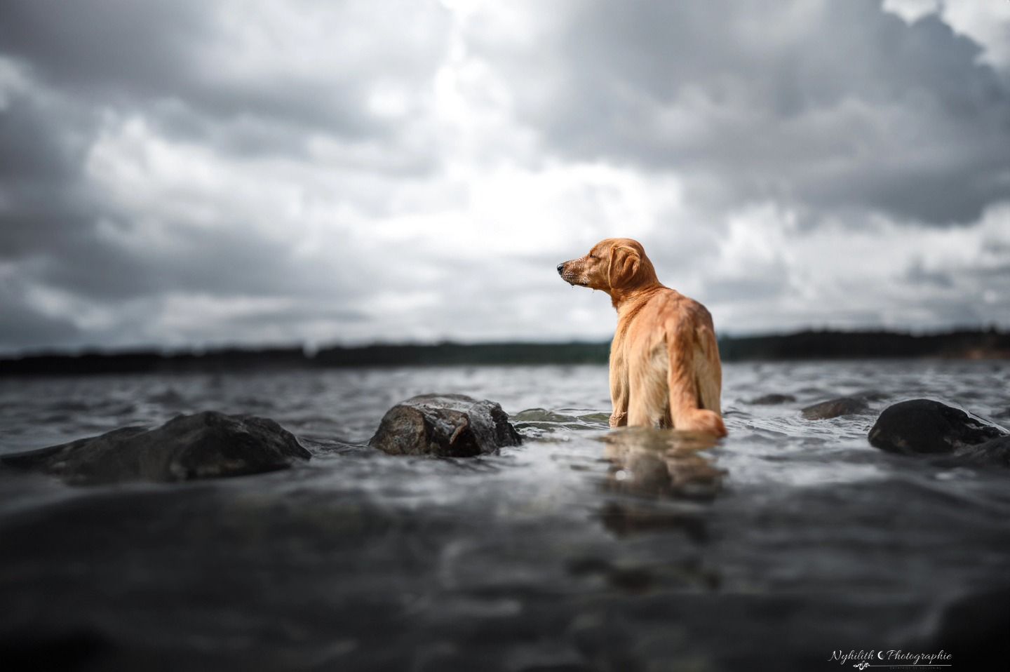 Séance photo d'un chien au lac de Madine en Meuse réalisé par Nyhilith Photographie qui est Photographe Enfants et Animaux près de Verdun