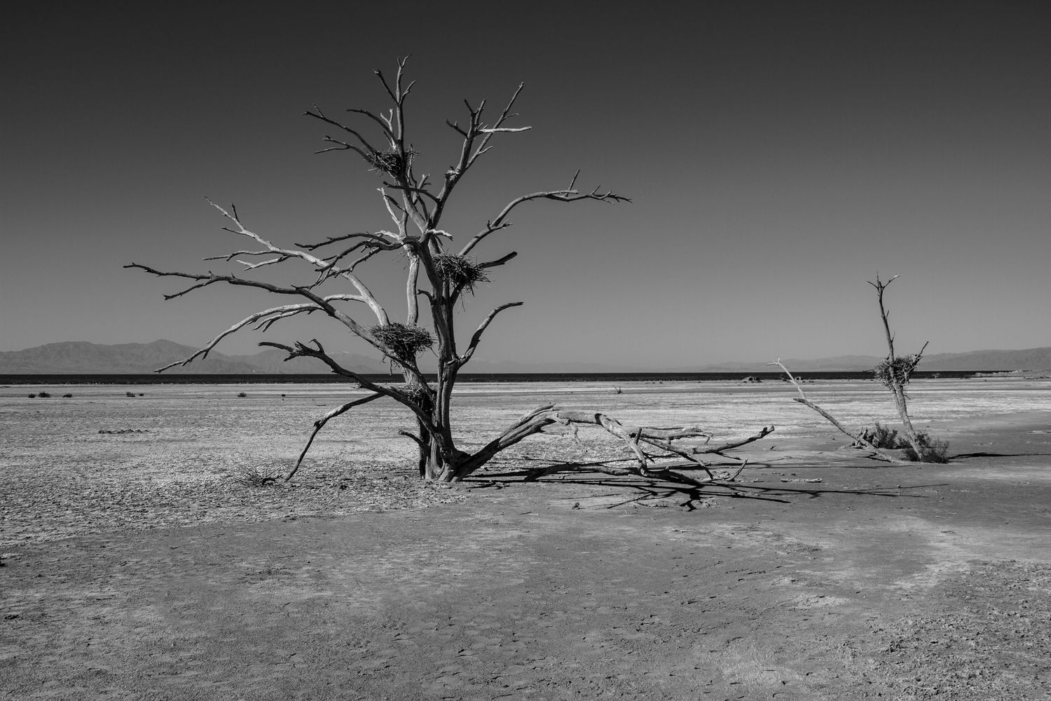 Dramatic black and white photograph of a bare tree in a desert wasteland.