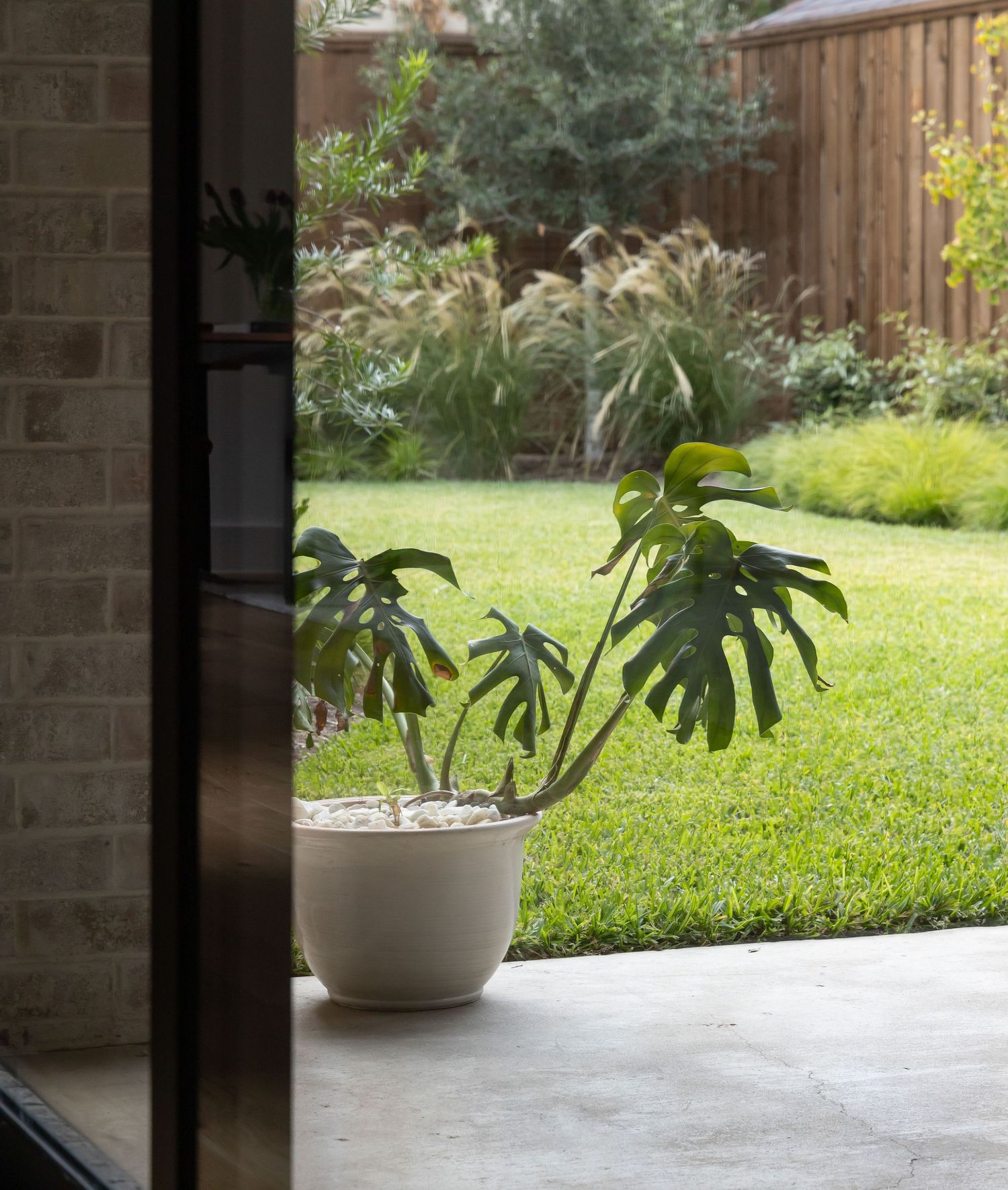 Monstera plant in white pot on patio overlooking green lawn and garden.