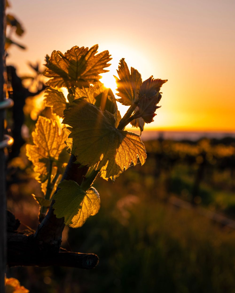 Looking through Vine leaves towards a sunset