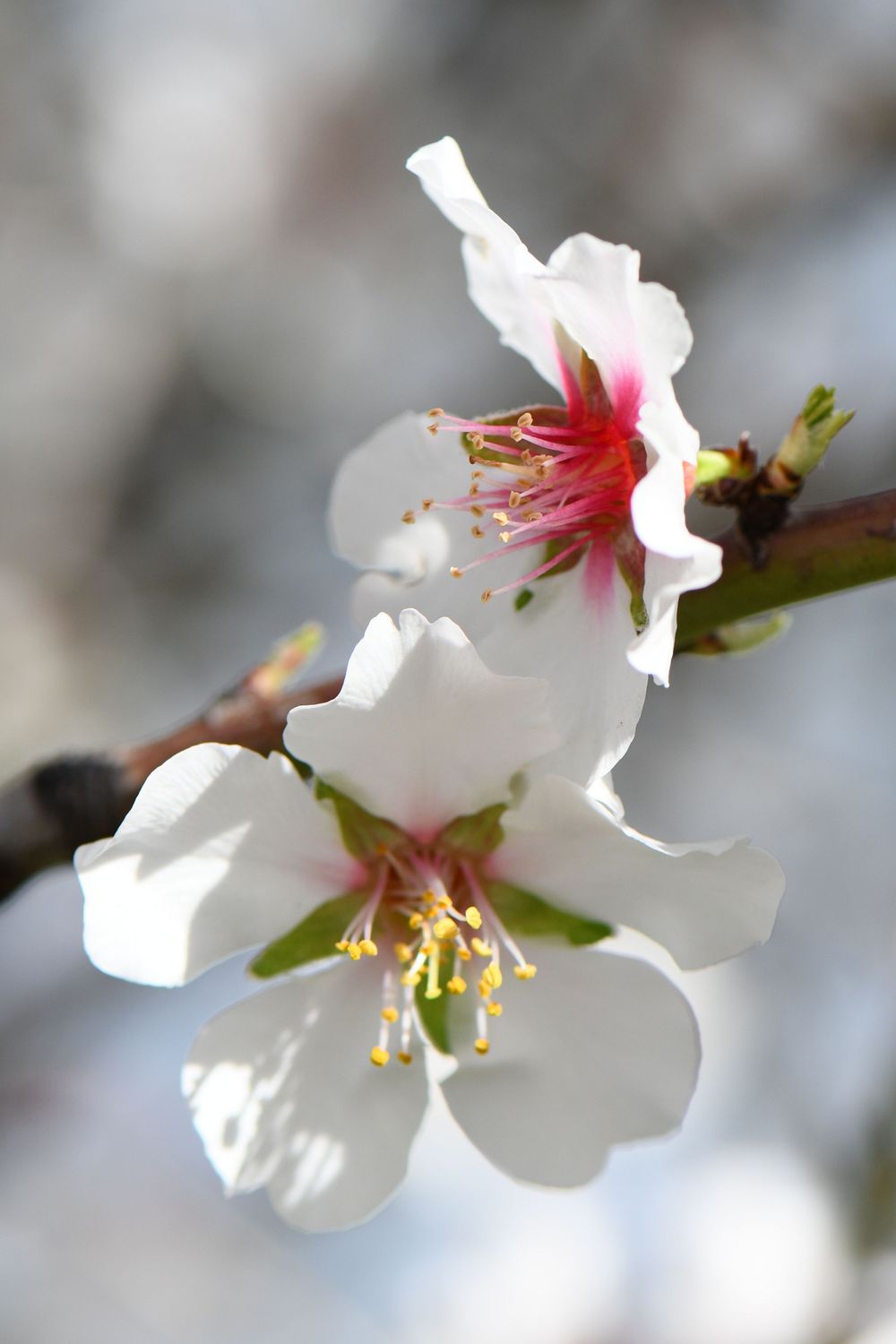 Almond blossoms