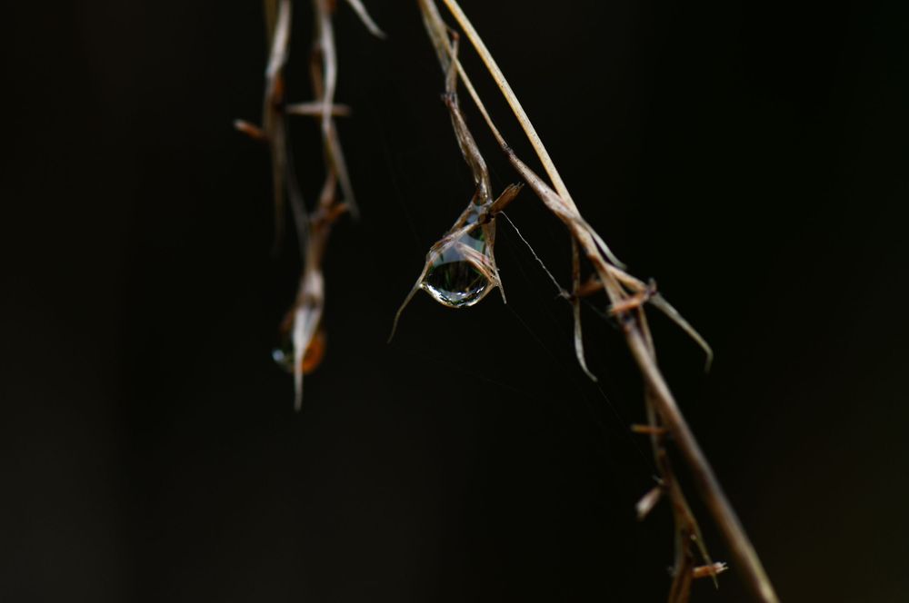 Macro photo of a rain drop in grass