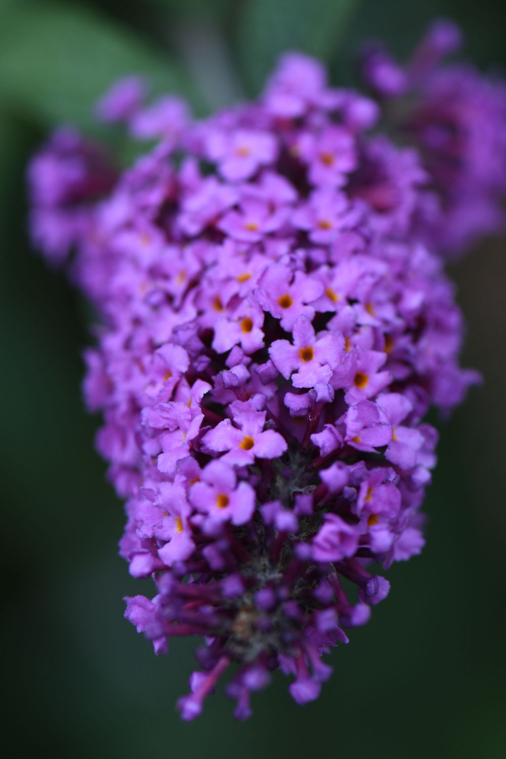 Close up of a purple flower