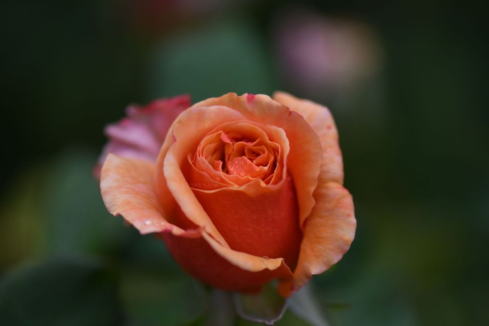 Close up of a orange rose