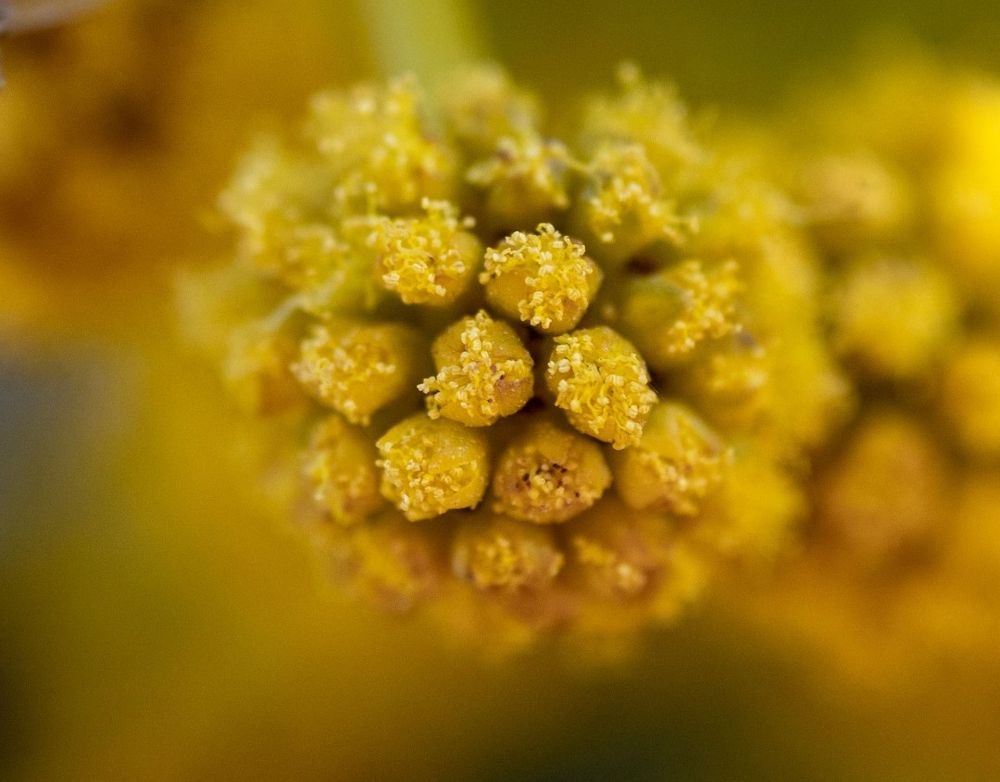 Close up (macro) of an Australian wattle tree