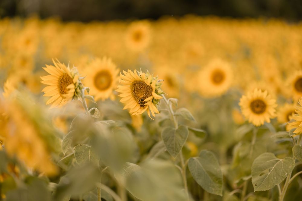 A field of bright yellow sunflowers in soft focus with golden bokeh effect during sunset.