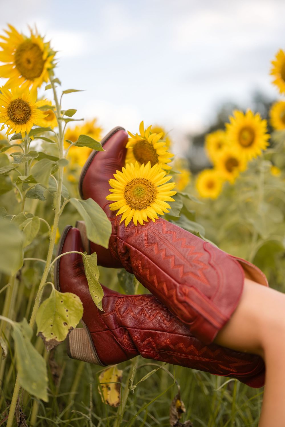 Red leather cowboy boots walking through a vibrant yellow sunflower field on a sunny day.