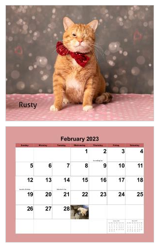 A ginger cat wearing a red bow tie poses against a sparkly bokeh background in a February 2023 calendar photo shoot.