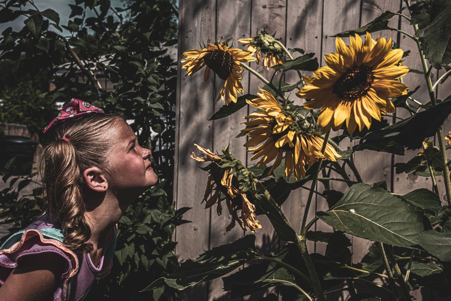 A young girl with a pink headband and pigtails is smiling up at a tall sunflower in a garden with a wooden fence in the background.