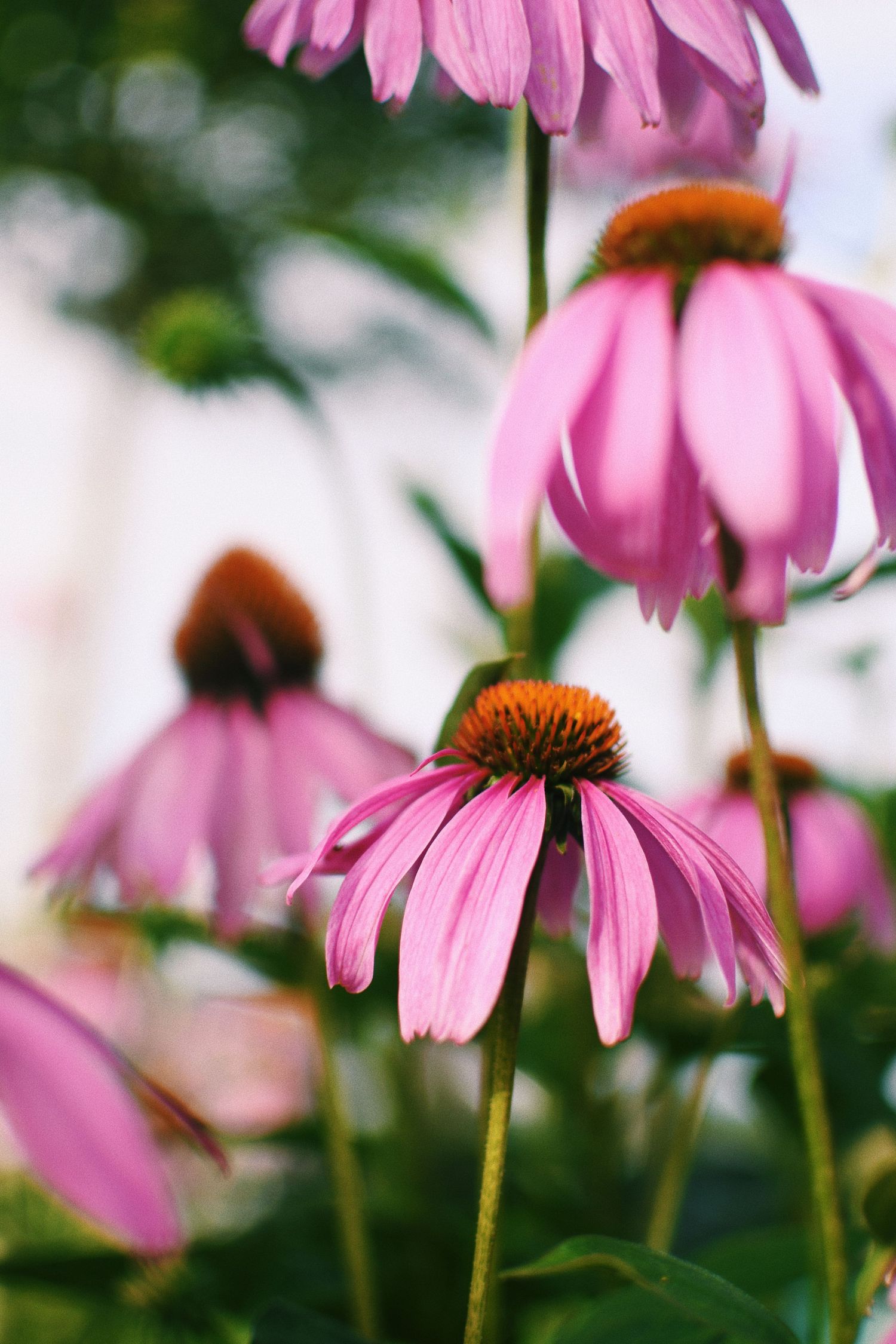 Pink coneflowers with drooping petals bloom in a garden setting under natural light, creating a dreamy summer scene.