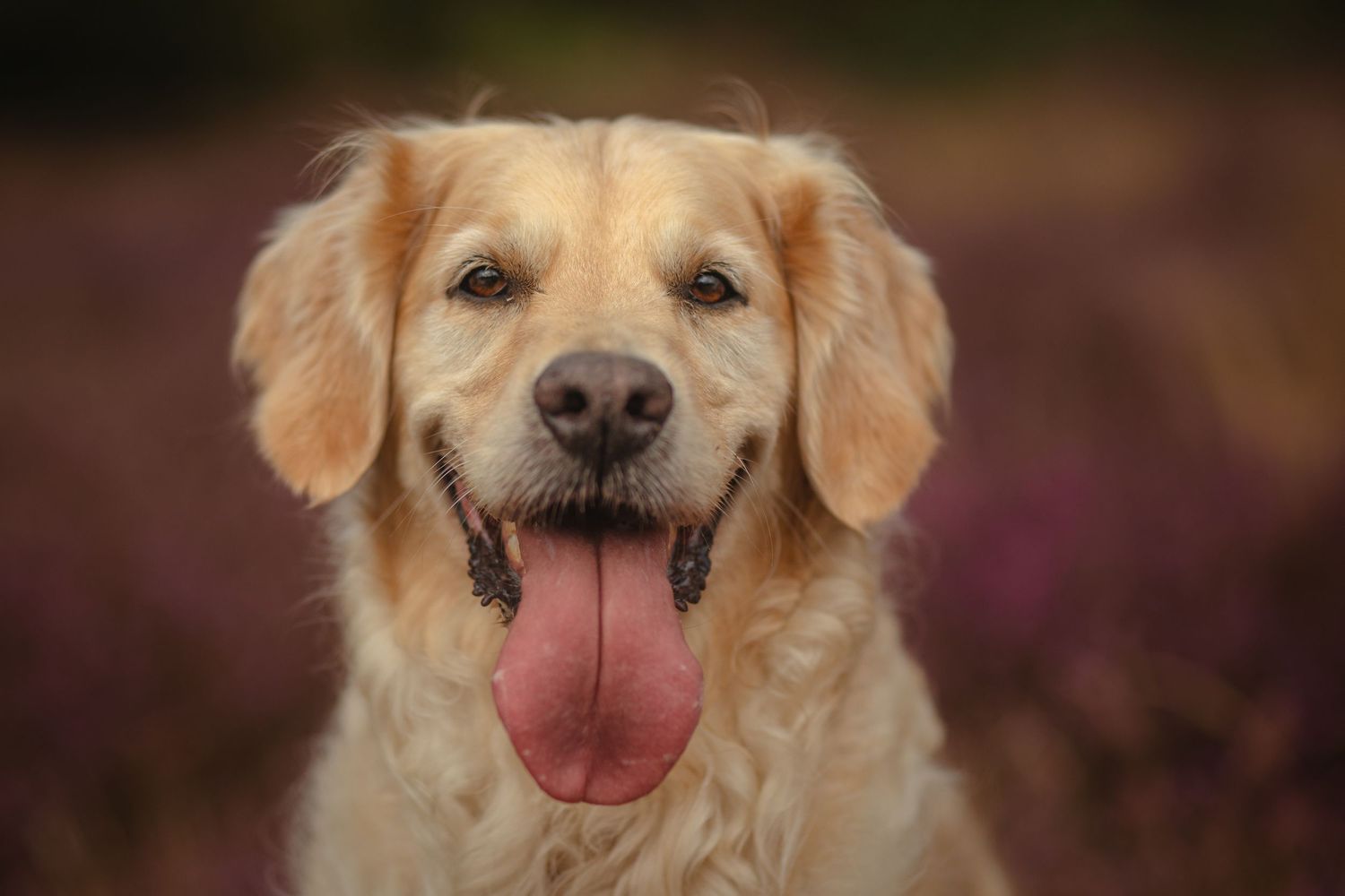 Portret van een vrolijke Golden Retriever hond met uitgestoken tong, buiten gefotografeerd in warme avondzon.