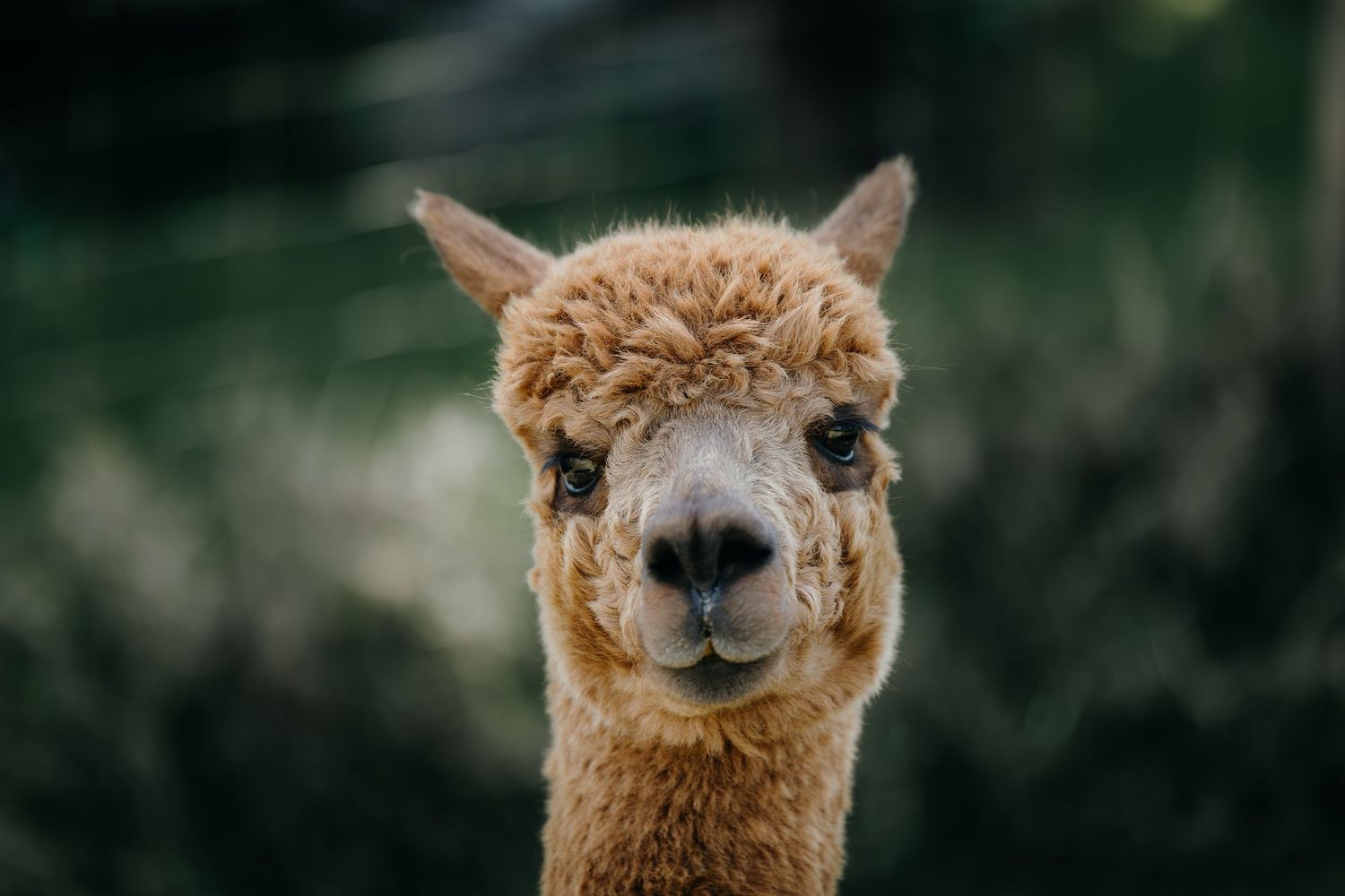 Close-up portrait of a brown alpaca with fluffy fur looking directly at camera against blurred dark background.