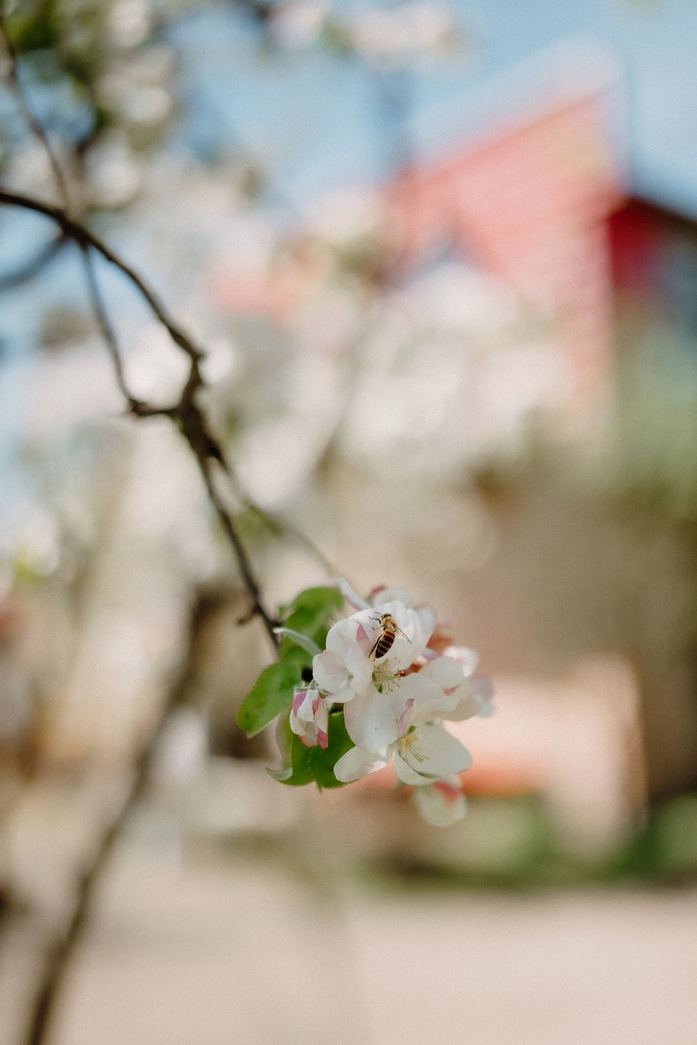 A delicate white apple blossom branch in soft focus with blurred background on a spring day.