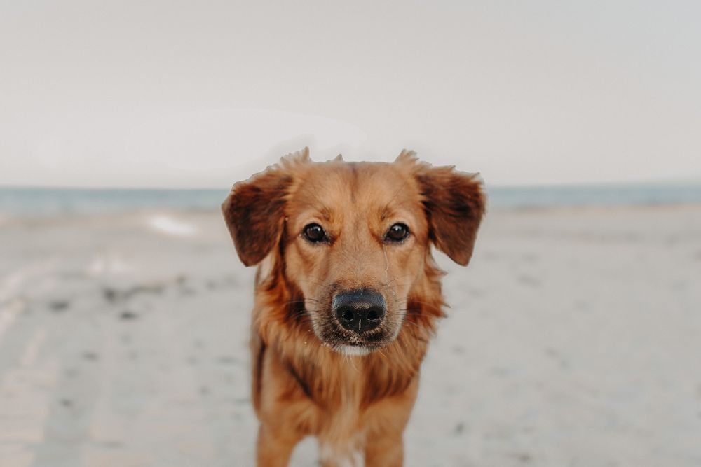 Golden retriever dog with happy expression at the beach.