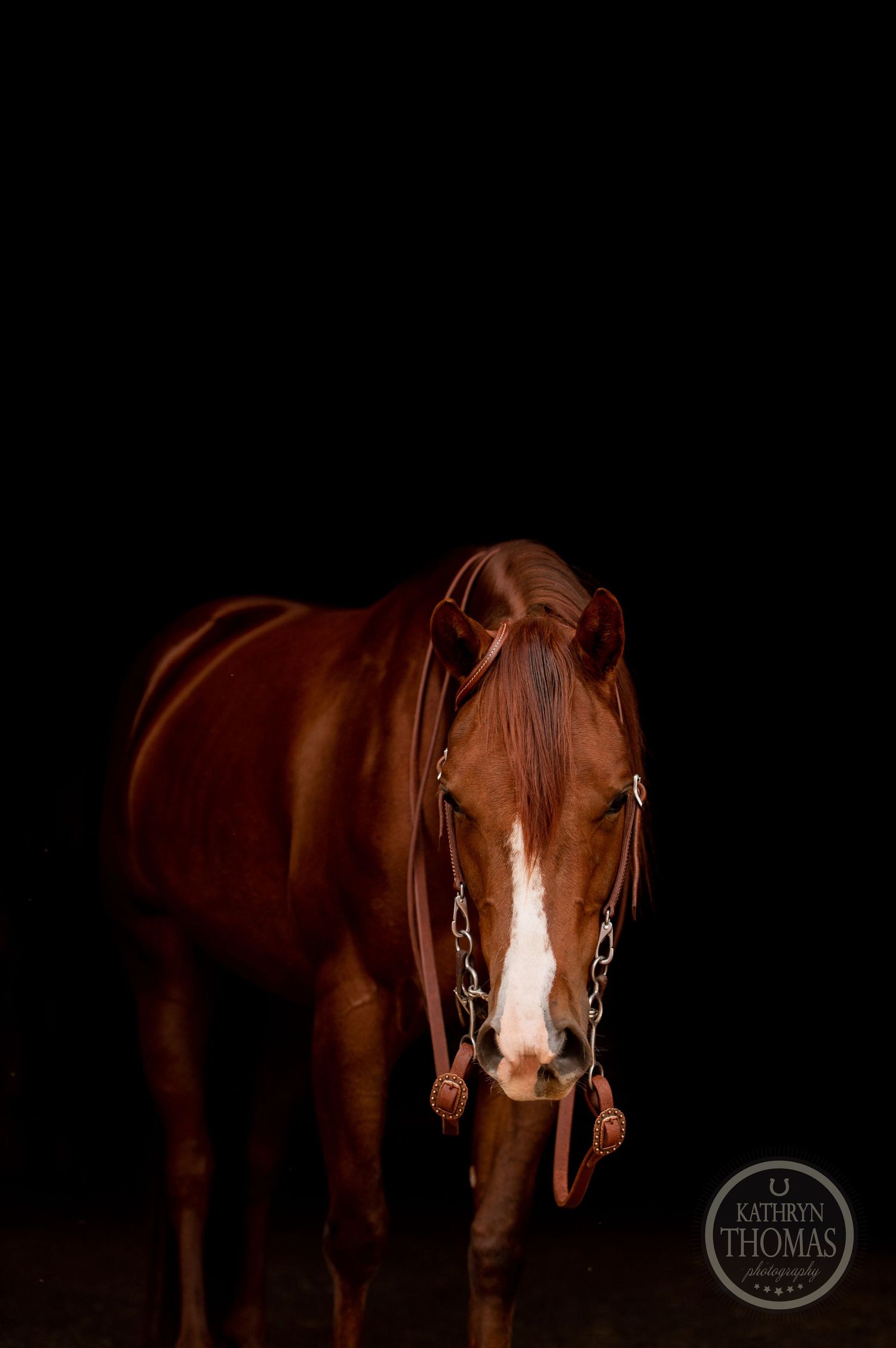 A chestnut horse with a white blaze photographed dramatically against black background.