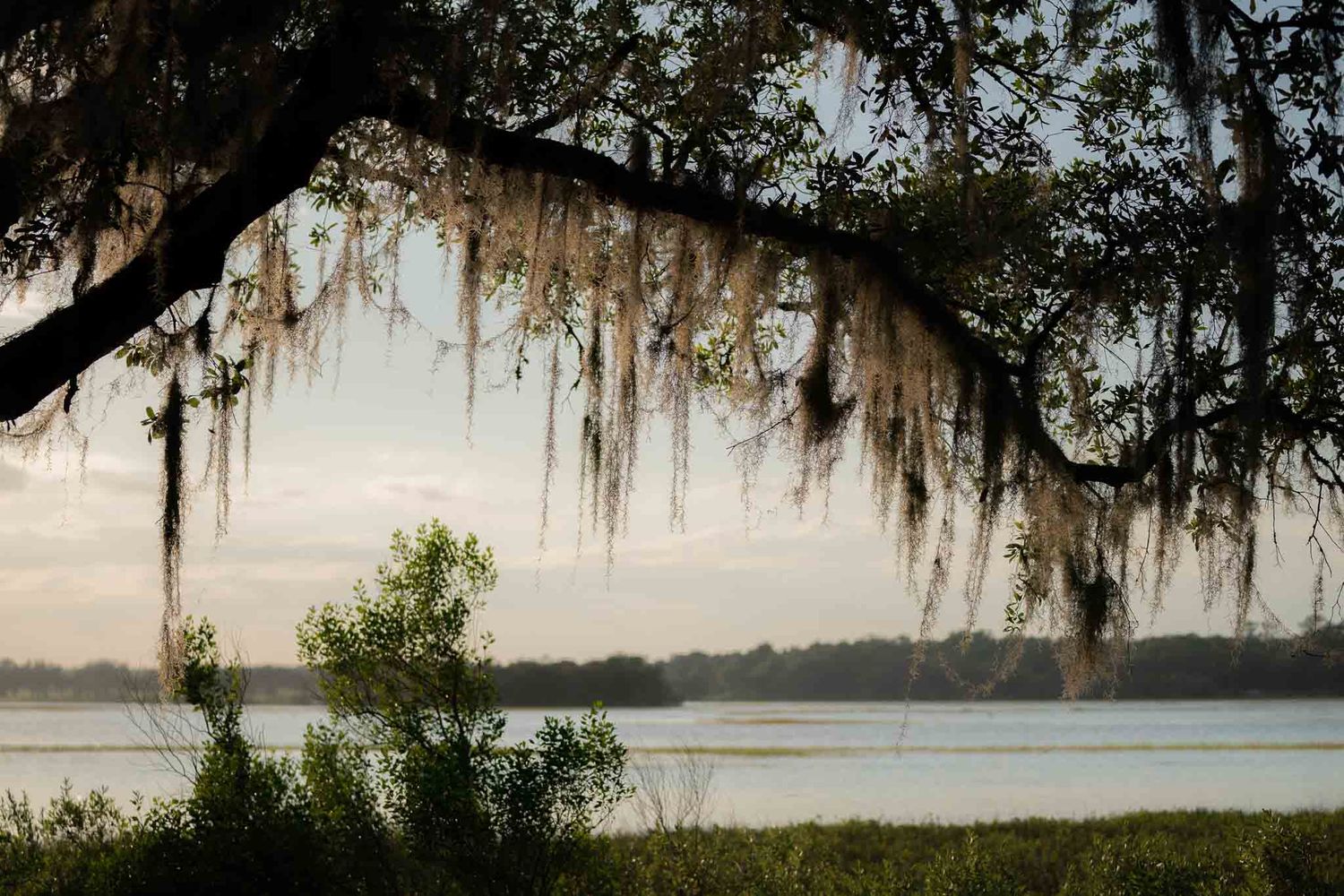 Spanish moss hangs from an old oak and frames the evening sky on Kiawah Island