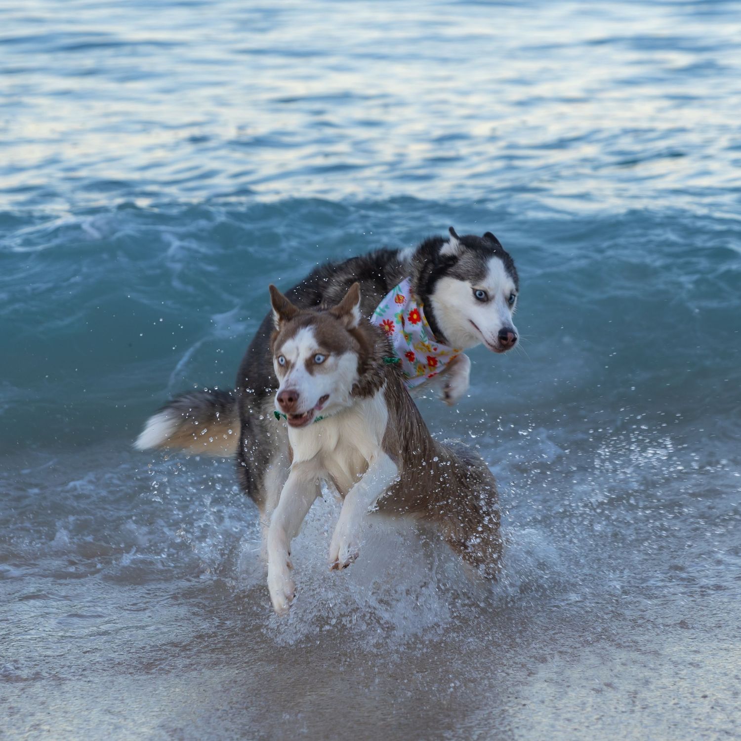 Dogs running through ocean water at the beach — playful Hawaii pet photography by Live Tribe Media.