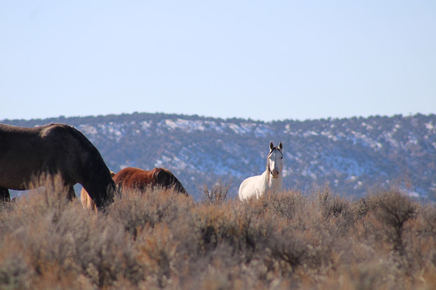 Mustangs