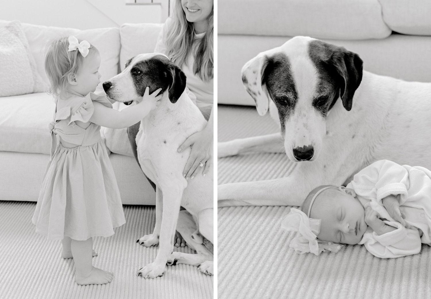 A black and white photo diptych showing a young child and large spotted dog interacting on a carpeted floor.