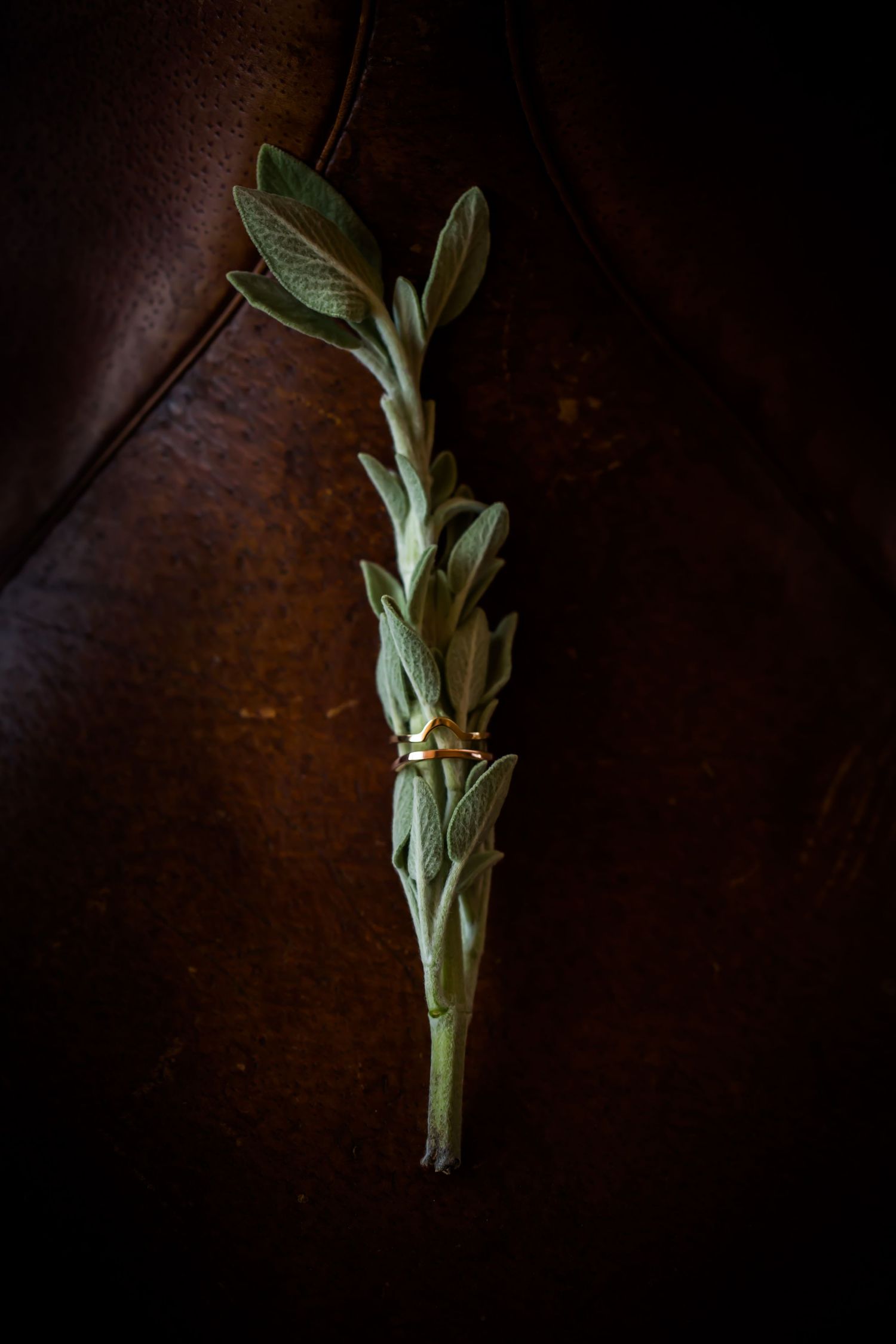 Fresh sage herb sprig photographed in dark moody lighting against textured brown leather background.