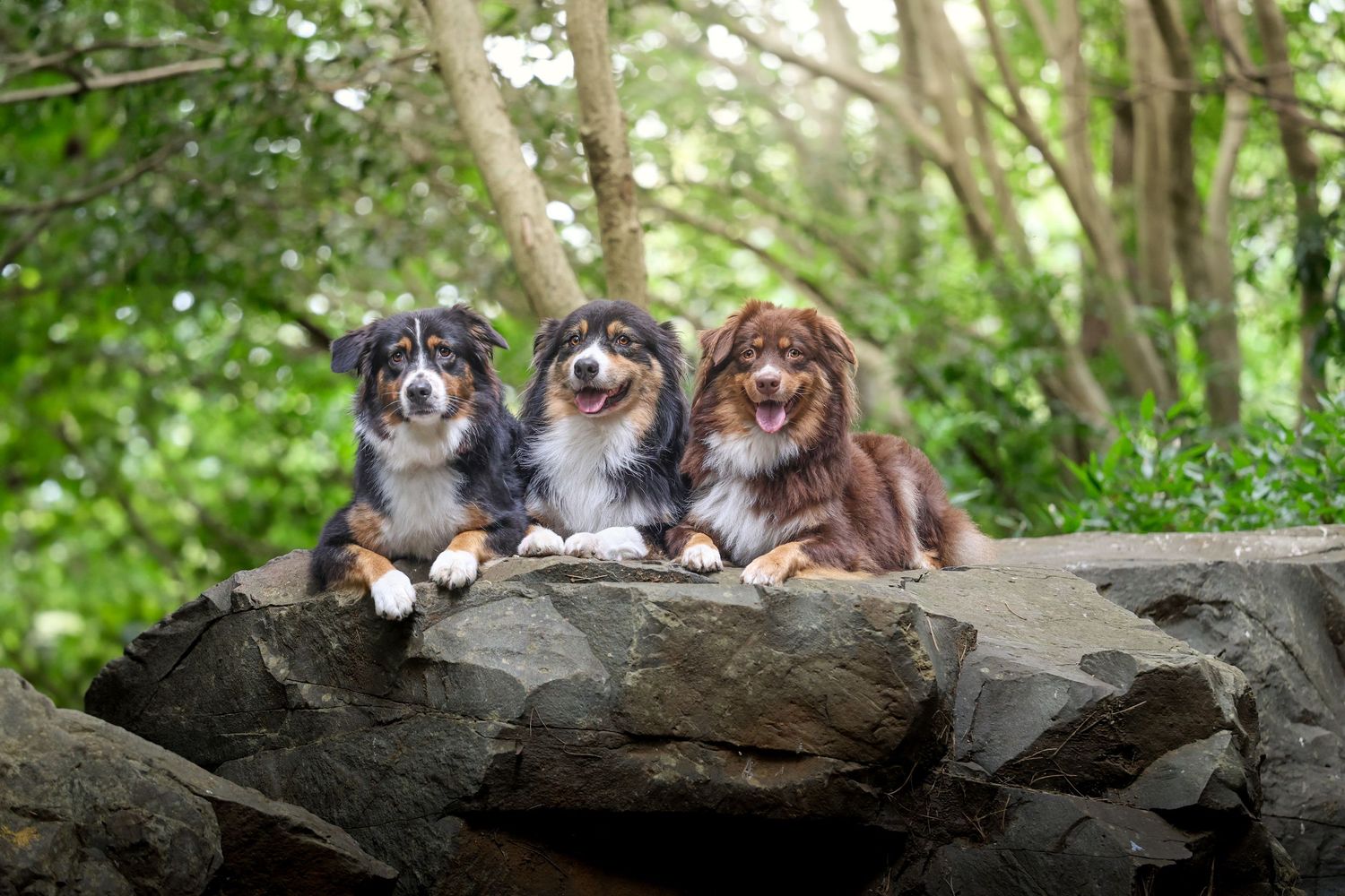 Three adorable Australian Shepherds sitting together on large rocks in a lush forest setting.