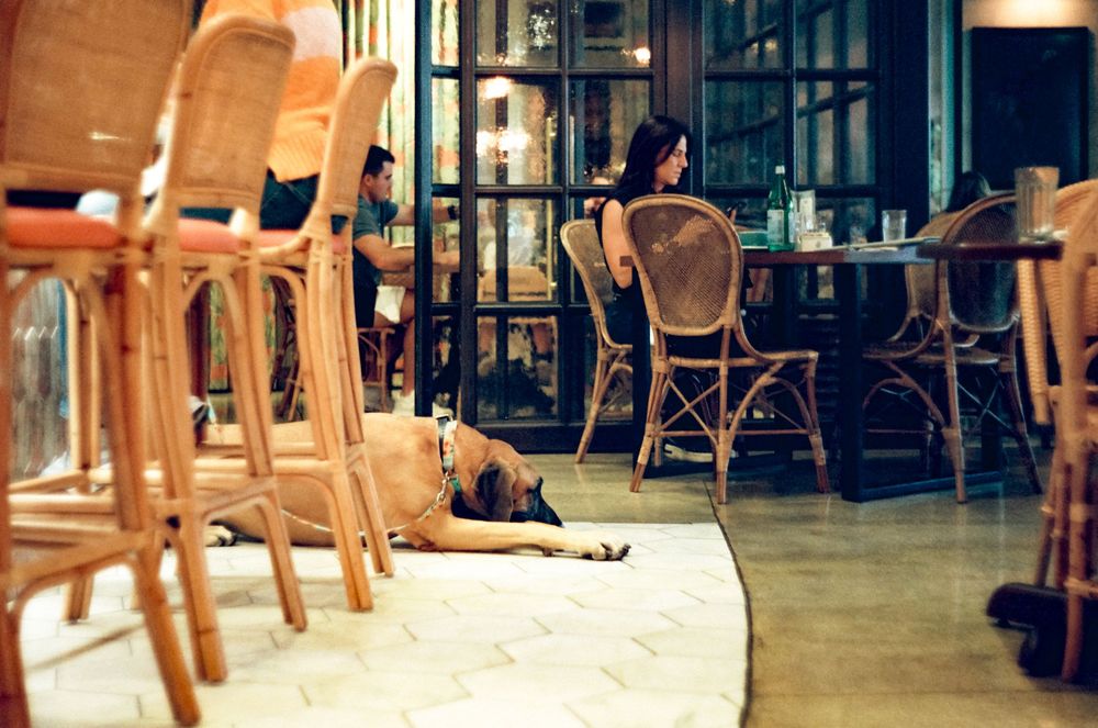 A dog rests peacefully on the floor of a cozy cafe with wooden chairs and warm lighting.