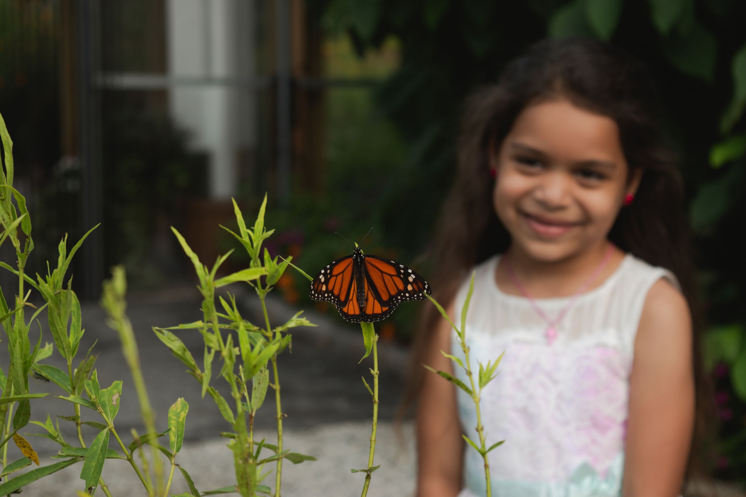A monarch butterfly perches on a green plant stem as a child in a white dress watches with delight in the background.