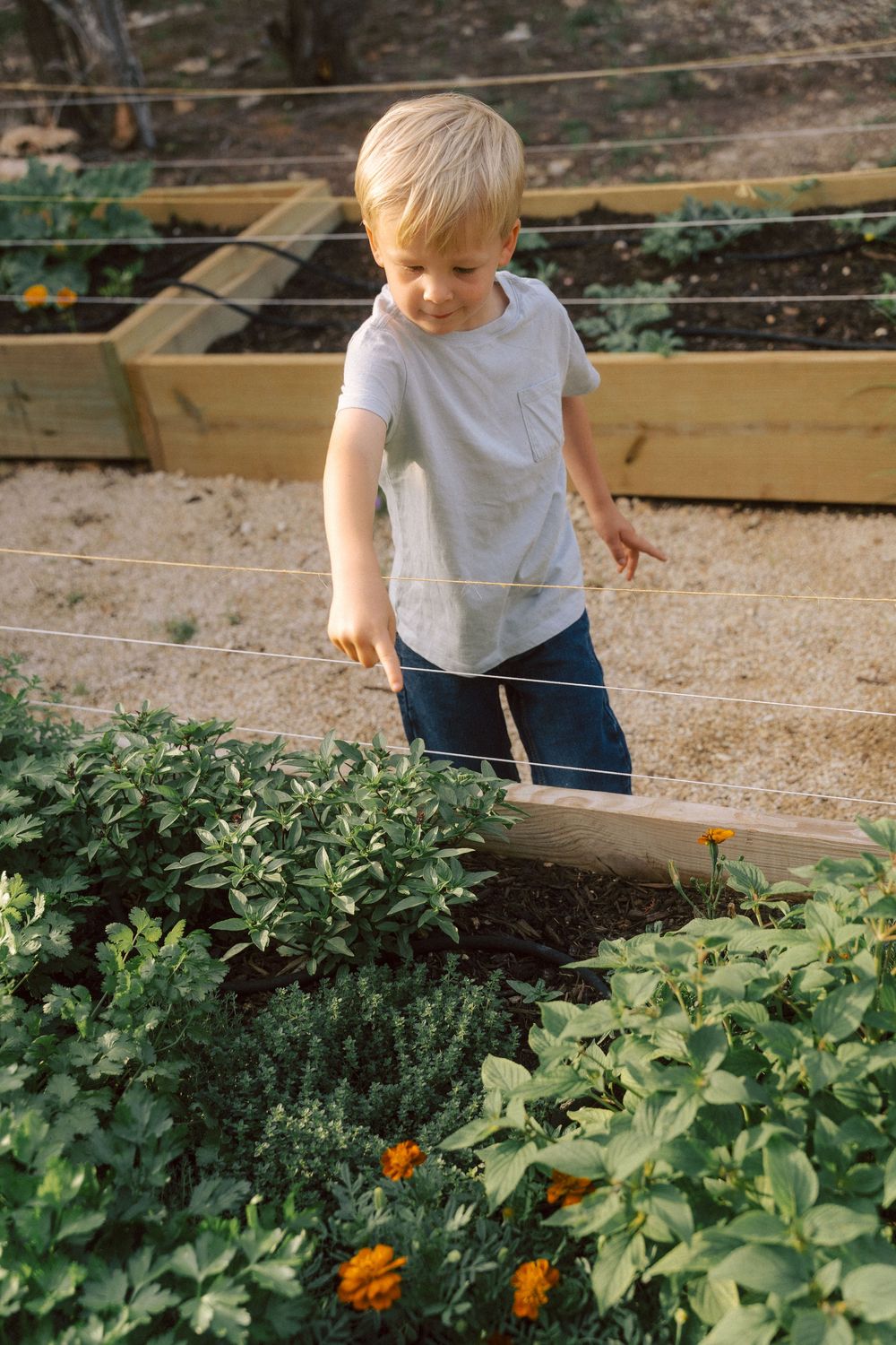 Small child in white shirt and blue pants tending to a raised garden bed with blooming marigold flowers.