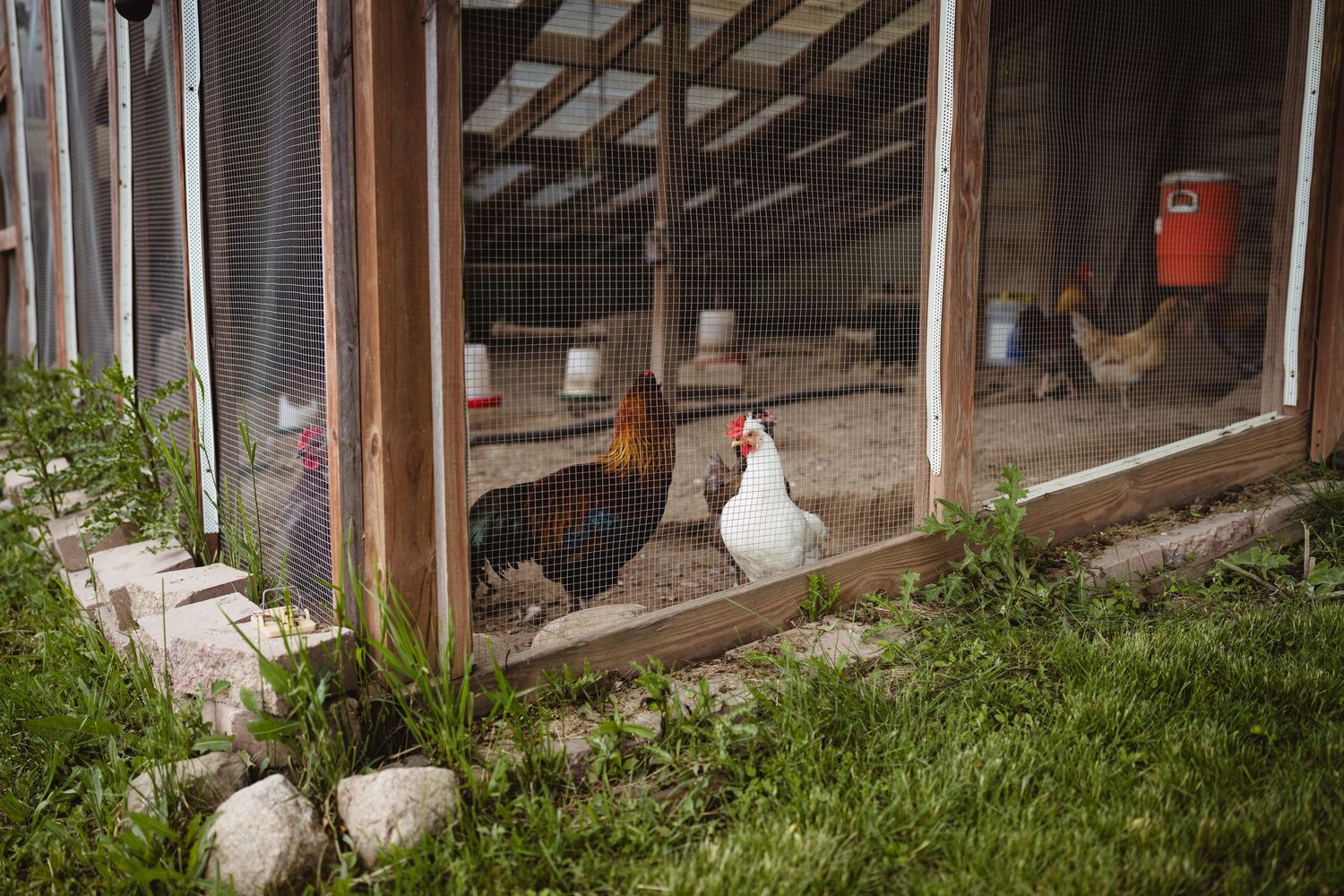 Chickens standing near a wooden coop with grass and rocks in the foreground.