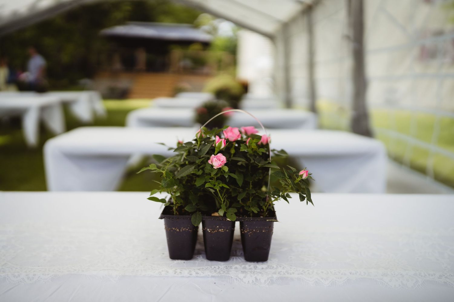 Small pink potted flowers displayed on white table in outdoor event tent setting.
