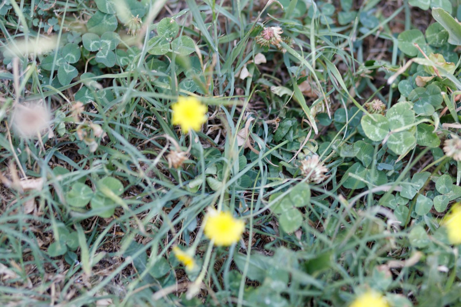 Small yellow wildflowers growing among green grass.