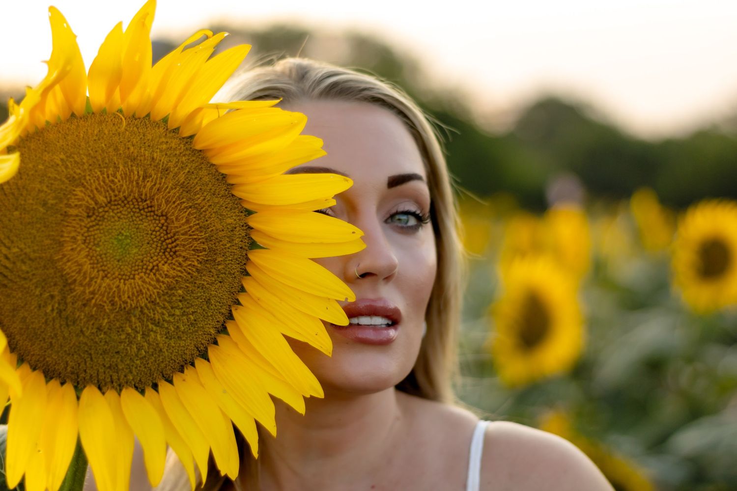 A bright yellow sunflower fills half the frame against a blurred field of sunflowers at sunset.