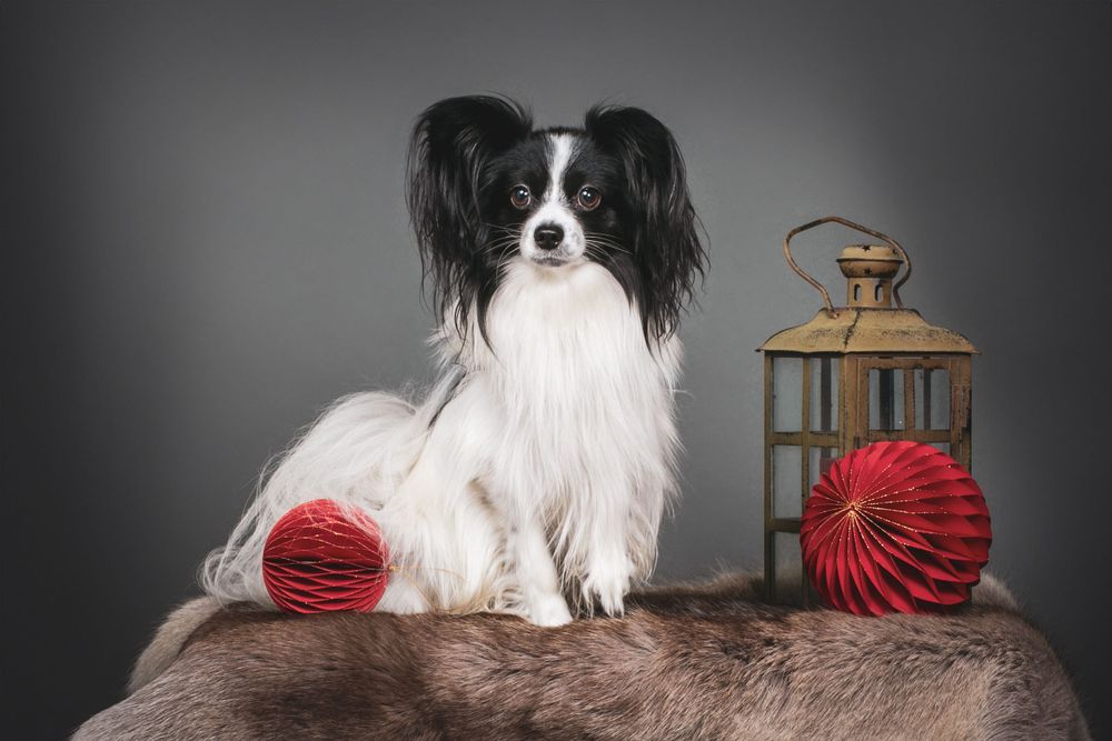 Papillon dog with white and black fur posing with red decorations and vintage lantern.