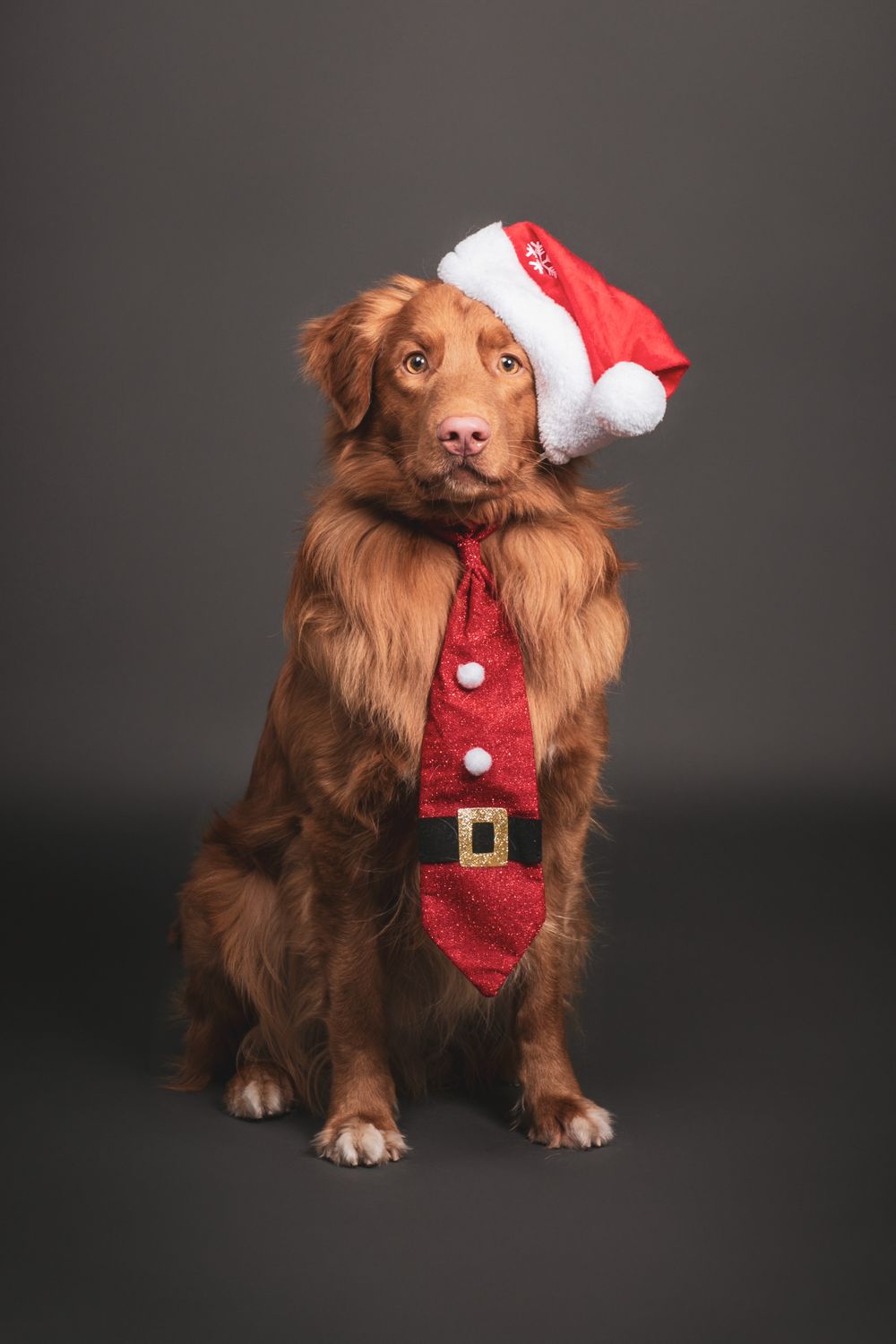 Nova scotia duck tolling retriever wearing Santa hat and festive tie against dark background.
